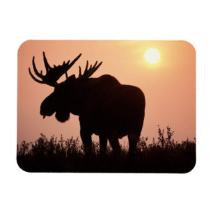 Magnet Flexible orignal, Alces alces, taureau avec grands bois,