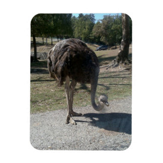Magnet Flexible Ostrich
