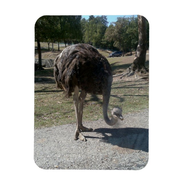 Magnet Flexible Ostrich (Vertical)