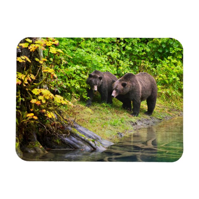 Magnet Flexible Ours Brown & Cube | Hyder, Alaska (Horizontal)