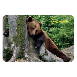 Magnet Flexible Ours Brown de Yellowstone