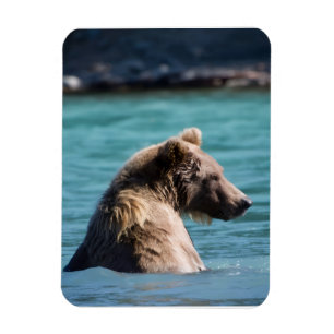 Magnet Flexible Ours Brun Majestueux d'Alaska