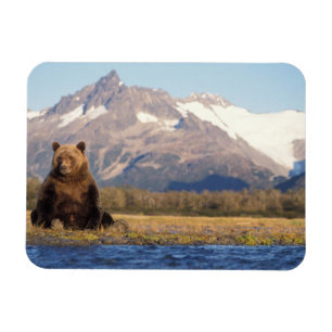 Magnet Flexible ours brun, Ursus arctos, grizzly, Ursus