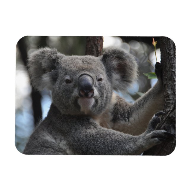 Magnet Flexible Ours de Koala dans l'arbre (Horizontal)