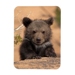 Magnet Flexible Ours gris CUB