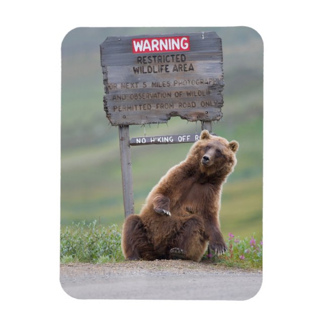 Magnet Flexible Ours Grizzly Joue Avec Un Panneau (Vertical)