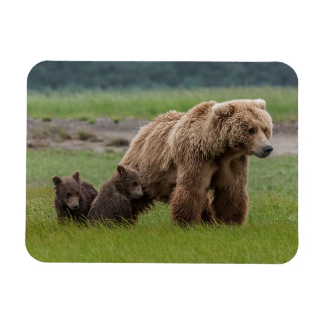 Magnet Flexible Ours grizzly mère avec deux oursons (Horizontal)