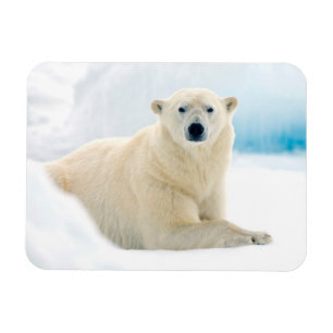 Magnet Flexible Ours polaire adulte grand verrat sur la glace d'ét