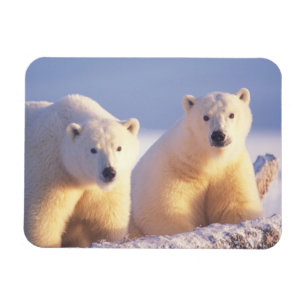 Magnet Flexible Ours polaire semé avec un petit sur la glace de me