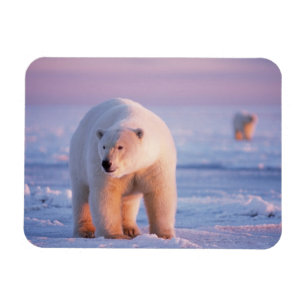 Magnet Flexible ours polaire, Ursus maritimus