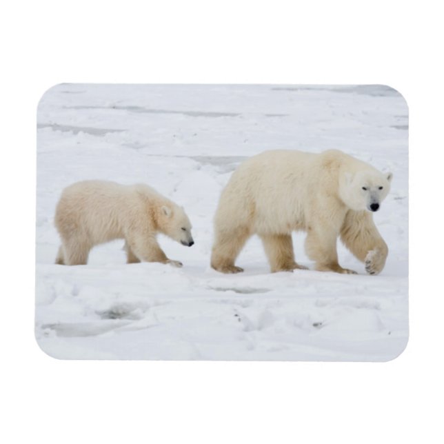 Magnet Flexible Ours polaires femelle et deux oursons 2 (Horizontal)