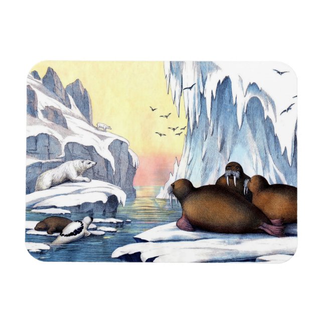 Magnet Flexible Ours Polaires, Walrus Et Phoques (Horizontal)