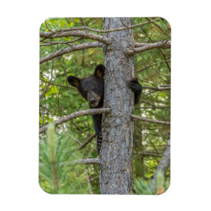 Magnet Flexible Ourson grimpe à un arbre