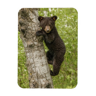 Magnet Flexible Ourson noir dans un arbre