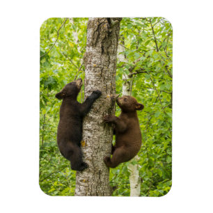 Magnet Flexible Oursons de l'ours noir grimpant à l'arbre