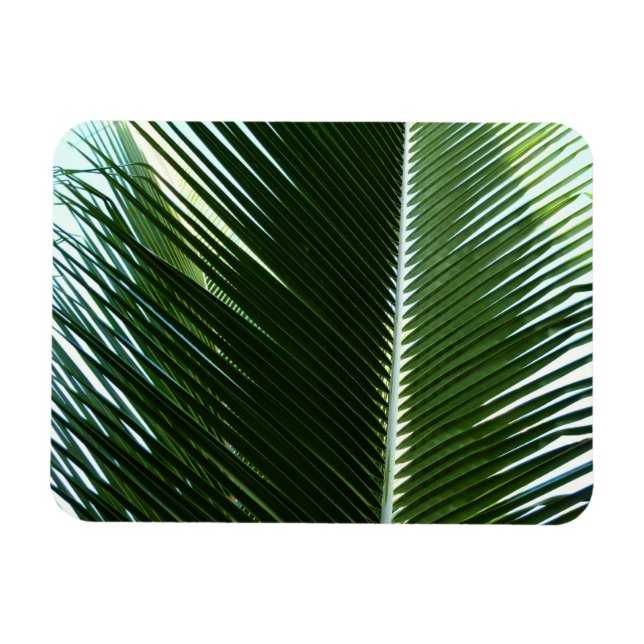 Magnet Flexible Overlapping Palm Fronds Tropical Green Abstract (Horizontal)