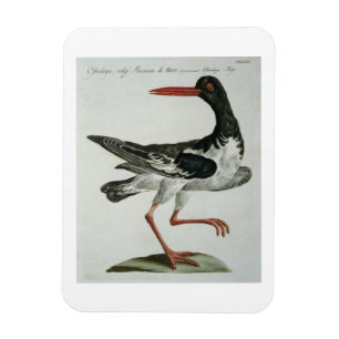 Magnet Flexible Oyster Catcher, c.1767-76 (gravure à la main)