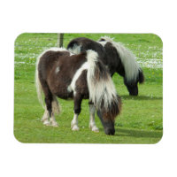 Paint Ponts Purebred Shetland