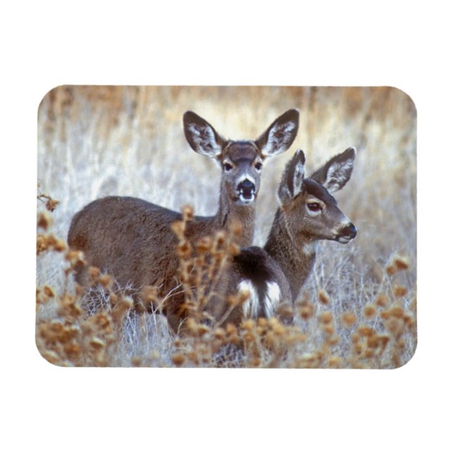 Magnet Flexible Paire de cerfs mulet sauvages | Californie (Horizontal)