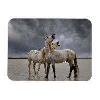Paire de Stallions de Cheval de Camargue, Sud de l
