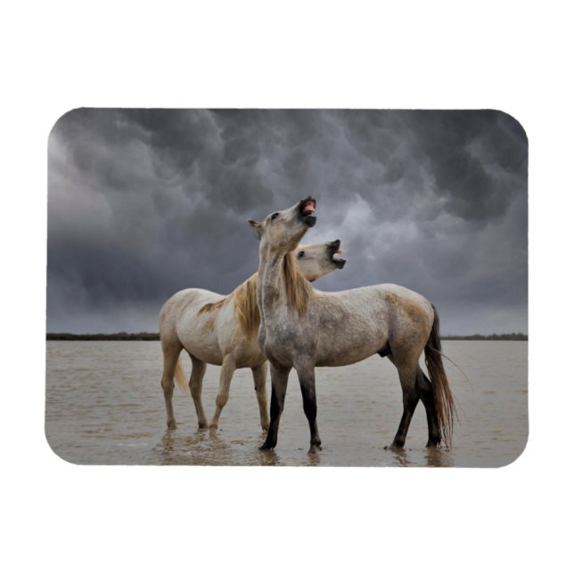 Magnet Flexible Paire de Stallions de Cheval de Camargue, Sud de l (Horizontal)