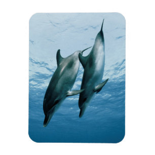 Magnet Flexible Paires de dauphins