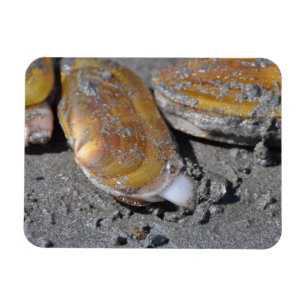 Magnet Flexible Palourdes de rasoir Diggging