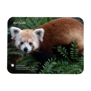 Magnet Flexible Panda rouge de Smithsonien  