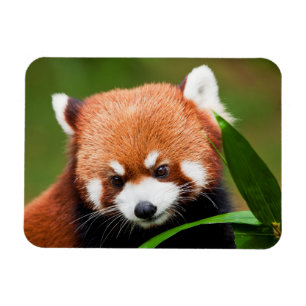 Magnet Flexible Panda roux mignon