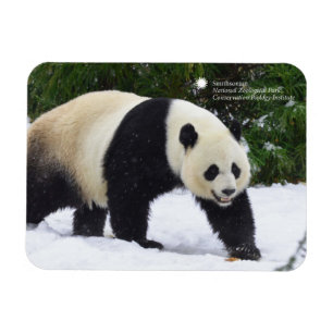 Magnet Flexible Pandas géants de Smithsonien   dans la neige