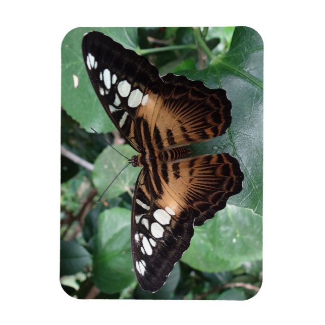 Magnet Flexible Papillon (Vertical)
