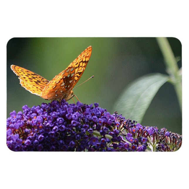 Magnet Flexible Papillon (Horizontal)