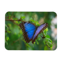 Papillon bleu Morpho