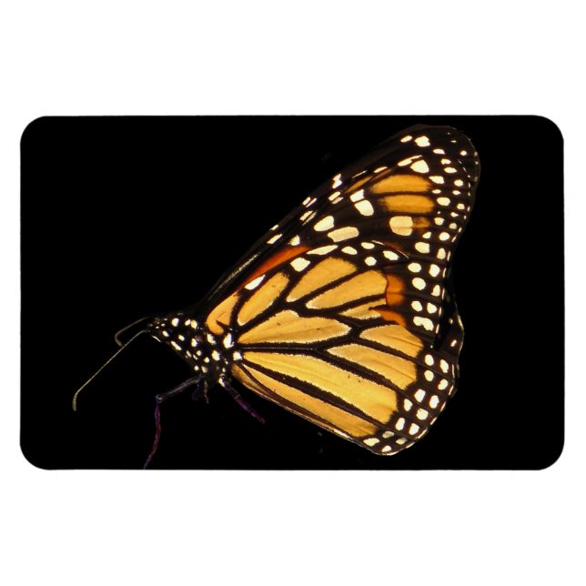 Magnet Flexible Papillon monarque (Horizontal)