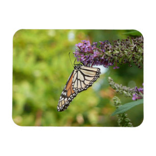 Magnet Flexible Papillon Monarque sur papillon pourpre Bush