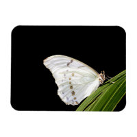 Papillon morpho blanc sur la feuille