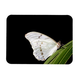 Magnet Flexible Papillon morpho blanc sur la feuille