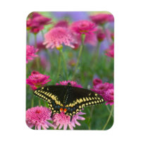 Papillon noir à queue fourchue sur une fleur rose