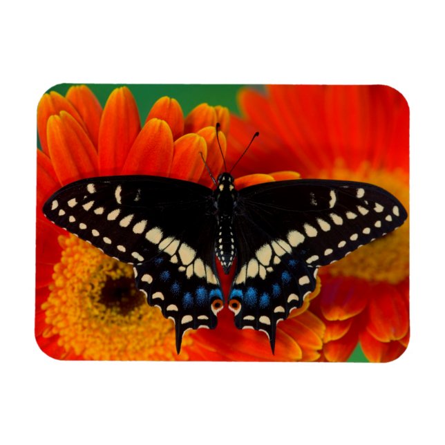 Magnet Flexible Papillon noir à queue fourchue sur une marguerite  (Horizontal)