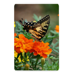 Magnet Flexible Papillon sur fleurs orange et jaune Premium