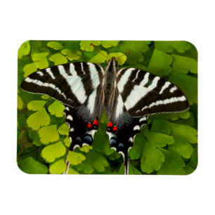 Magnet Flexible Papillon swallowtail américain