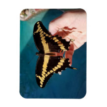 Papillon swallowtail géant