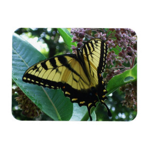 Magnet Flexible Papillon Swallowtail I sur Milkweed à Shenandoah