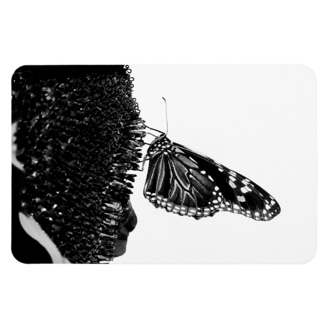 Magnet Flexible papillon timide blacq (Horizontal)