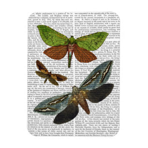 Magnet Flexible Papillons 4