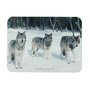 Magnet Flexible Paquet de loups