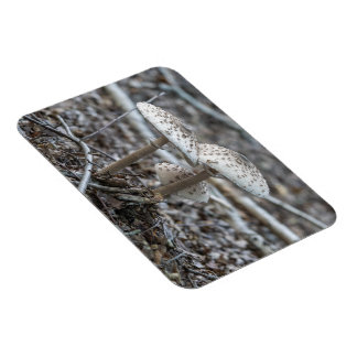 Magnet Flexible Parasol Mushrooms (Macrolepiota procera)