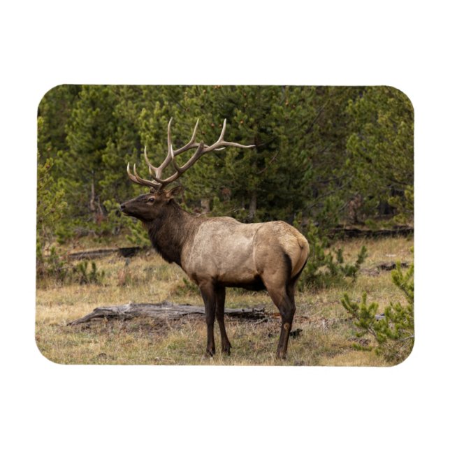Magnet Flexible Parc national Bull Elk Yellowstone, Wyoming (Horizontal)