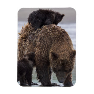 Magnet Flexible Parc national de Clark de lac bear Brown  