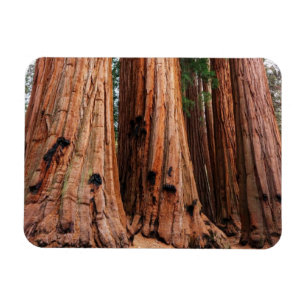 Magnet Flexible Parc national de Sequoia